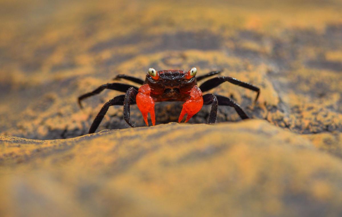 A vampire crab during Chester Zoo’s compulsory annual animal count. Picture of the Day for January 3, 2015.