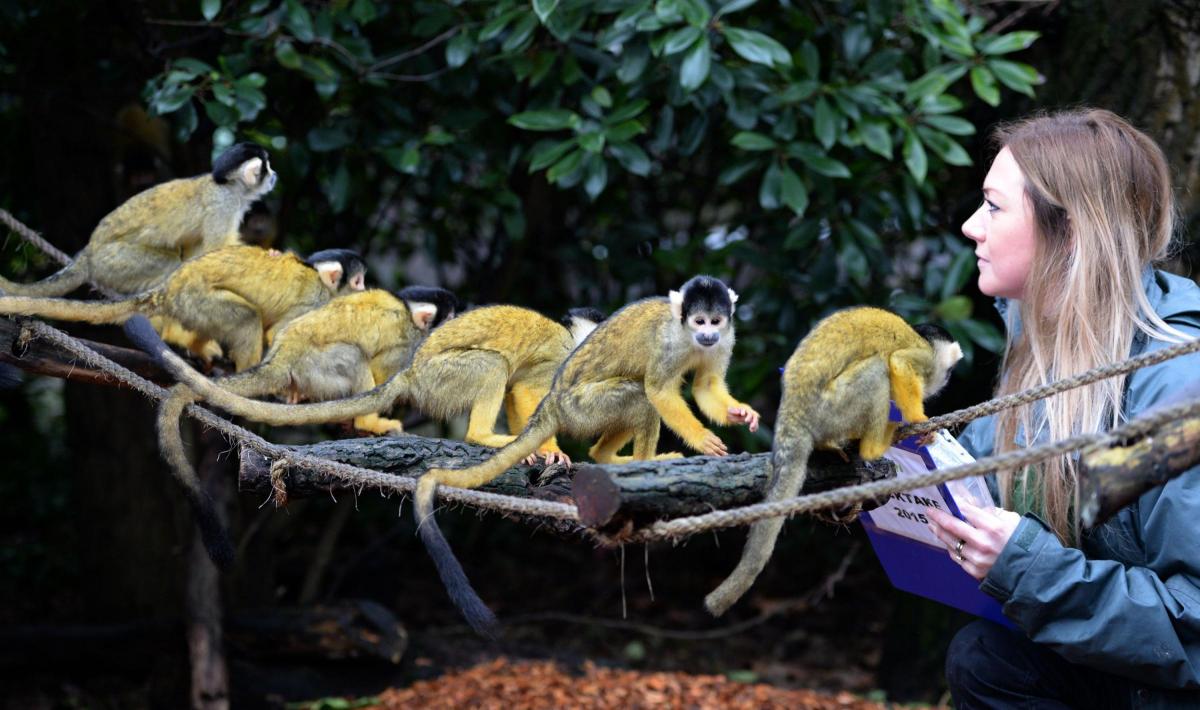 Bolivian
black-
capped
squirrel
monkeys
are
counted
during
the
annual
stock
take
at
London
Zoo. Picture of the Day for January 6, 2015.
