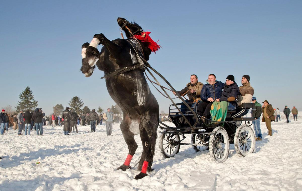 A
man
makes
a
horse
stand
on
its
back
legs
before
a
traditional
Epiphany
cele-
bration
horse
race
in
Pietrosani,
Romania. Picture of the Day for January 7, 2015.