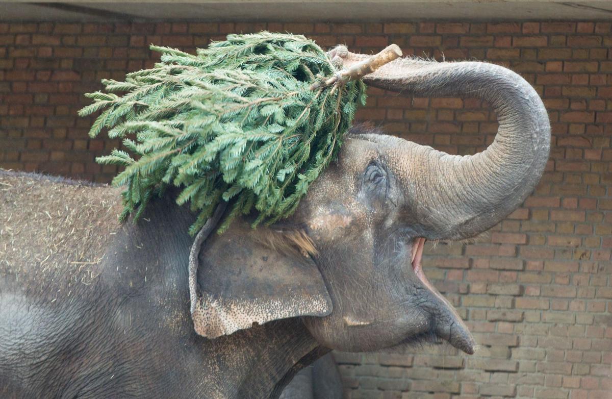 An
elephant
plays
with
a
Christmas
tree
at
the
zoo
in
Berlin,
Germany. Picture of the Day for January 9, 2015.