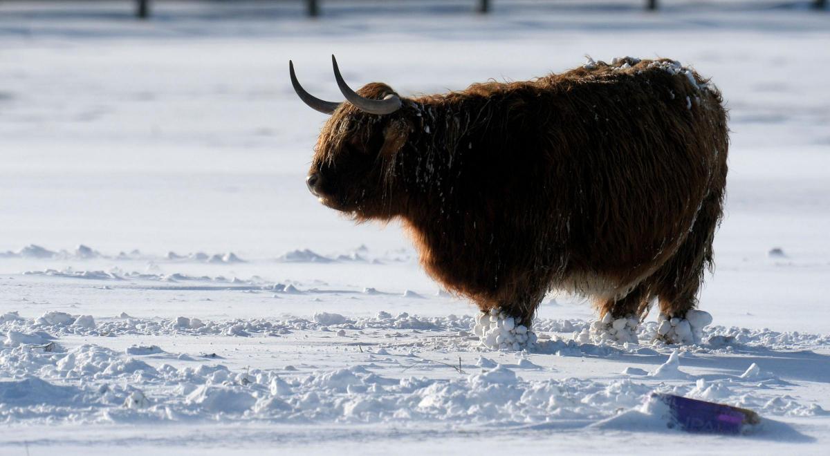 A
highland
cow
near
Crook
in
County
Durham
after
overnight
snow,. Picture of the Day for January 30, 2015.
