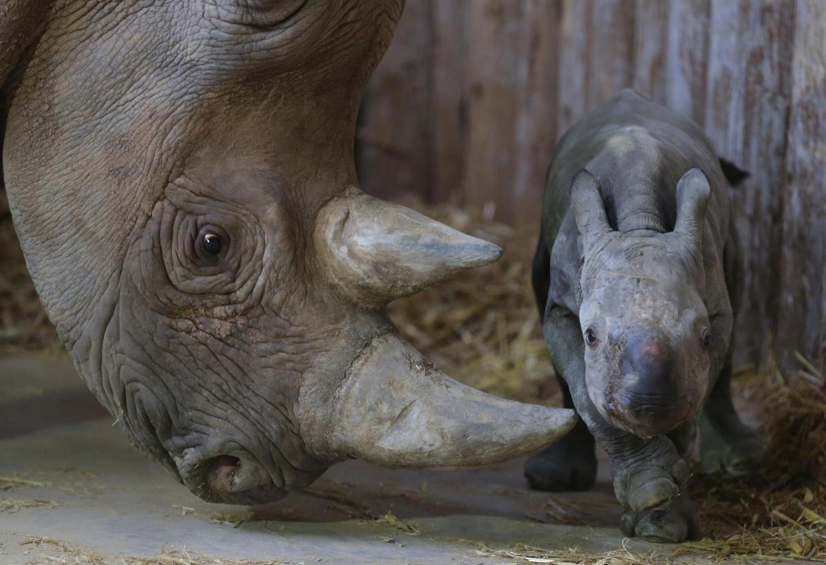 Black
rhino
Kitani,
17,
with
her
newborn
female
calf
Fara,
at
Chester
Zoo. February 3, 2015.