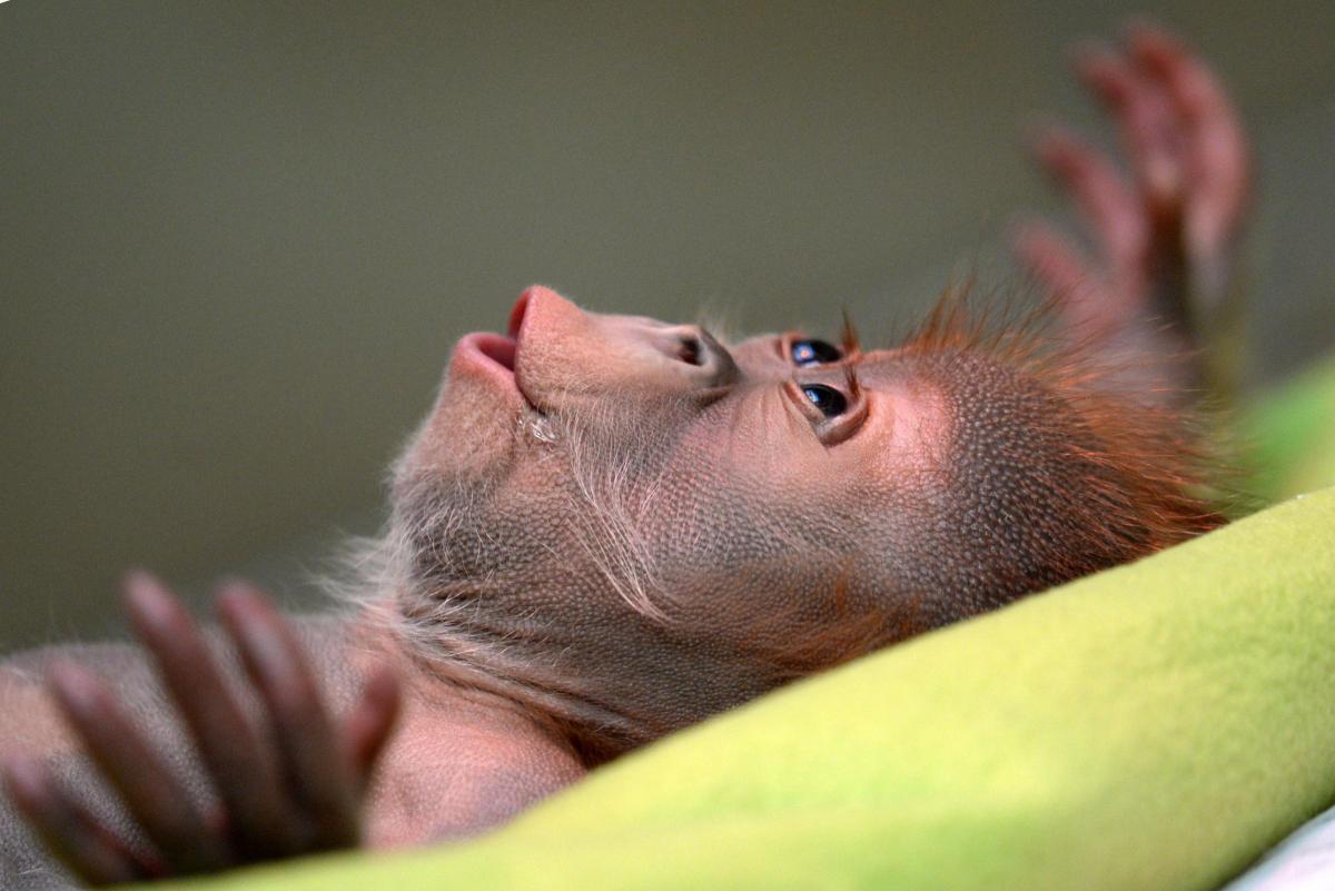 Female
orangutan
baby
Rieke
is
shown
during
a
news
conference
at
the
Berlin
Zoo. Picture of the day for February 7, 2015.