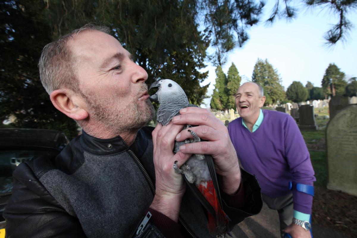 Full coverage of how Gonzo the parrot was rescued after becoming stranded 40ft up a tree in Southampton