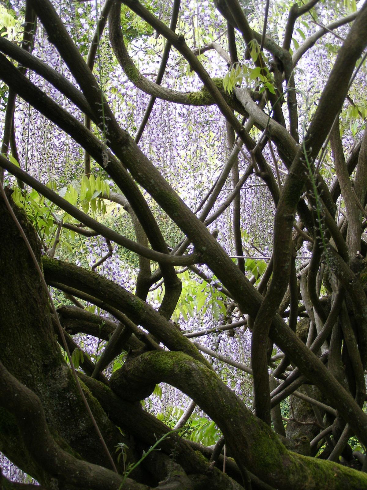 Macrobotrys wisteria in Sundial Garden by  Nigel Philpott