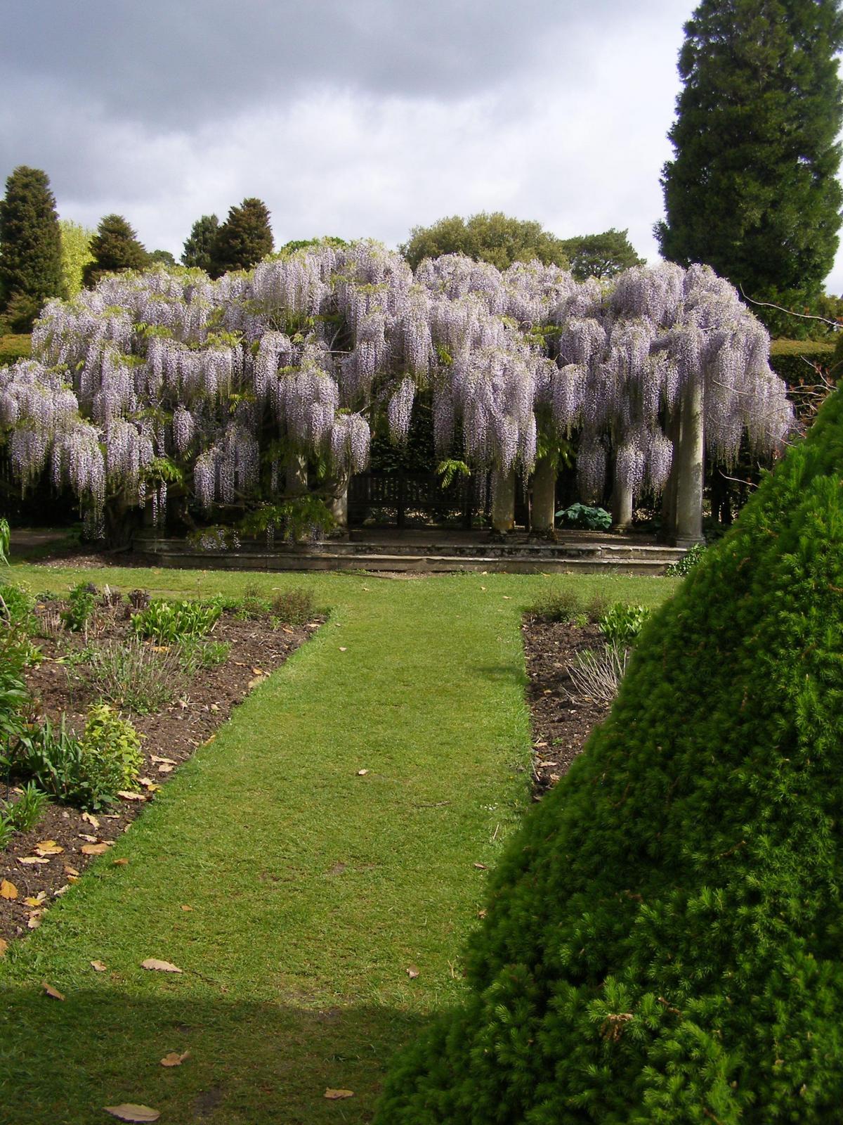 Macrobotrys wisteria The Sundial Garden by Nigel Philpott