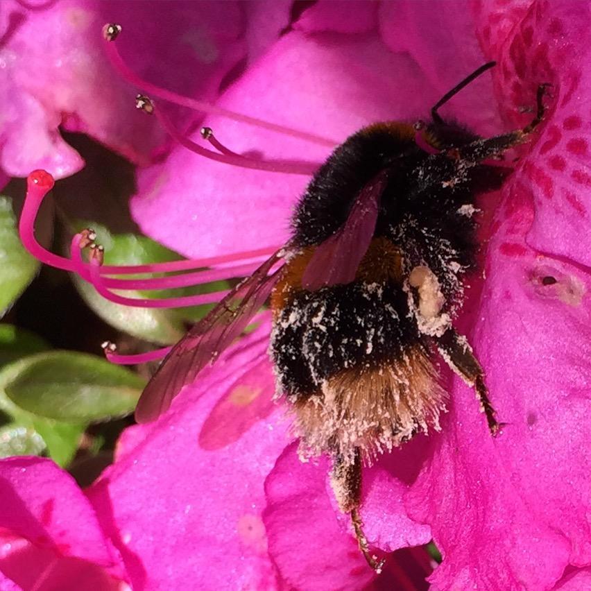 Azaleas are the bees knees by Marie-Louise Agius