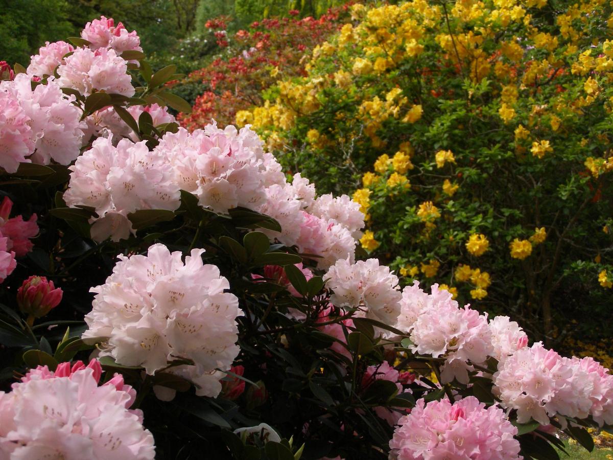 American hybrid rhododendron in the American garden by Nigel Philpott -