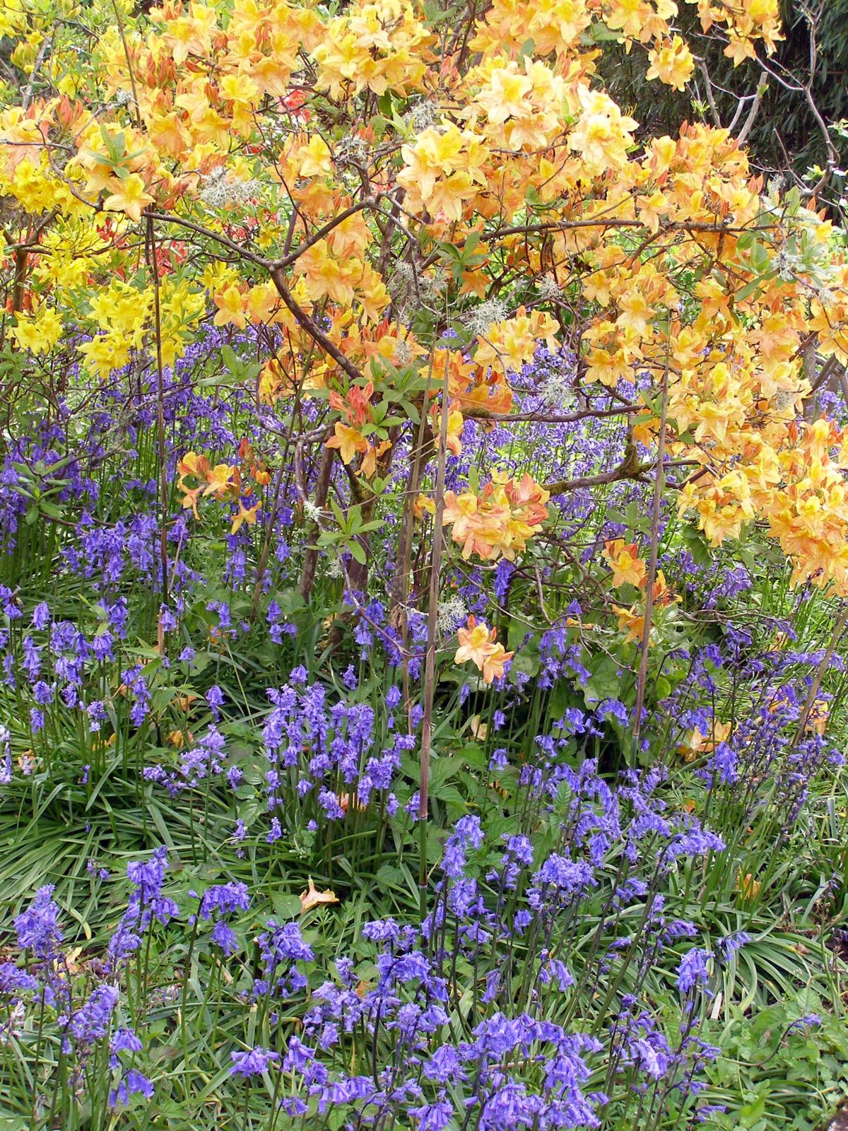 Bluebells and deciduous azaleas are a common planting theme by Nigel Philpot