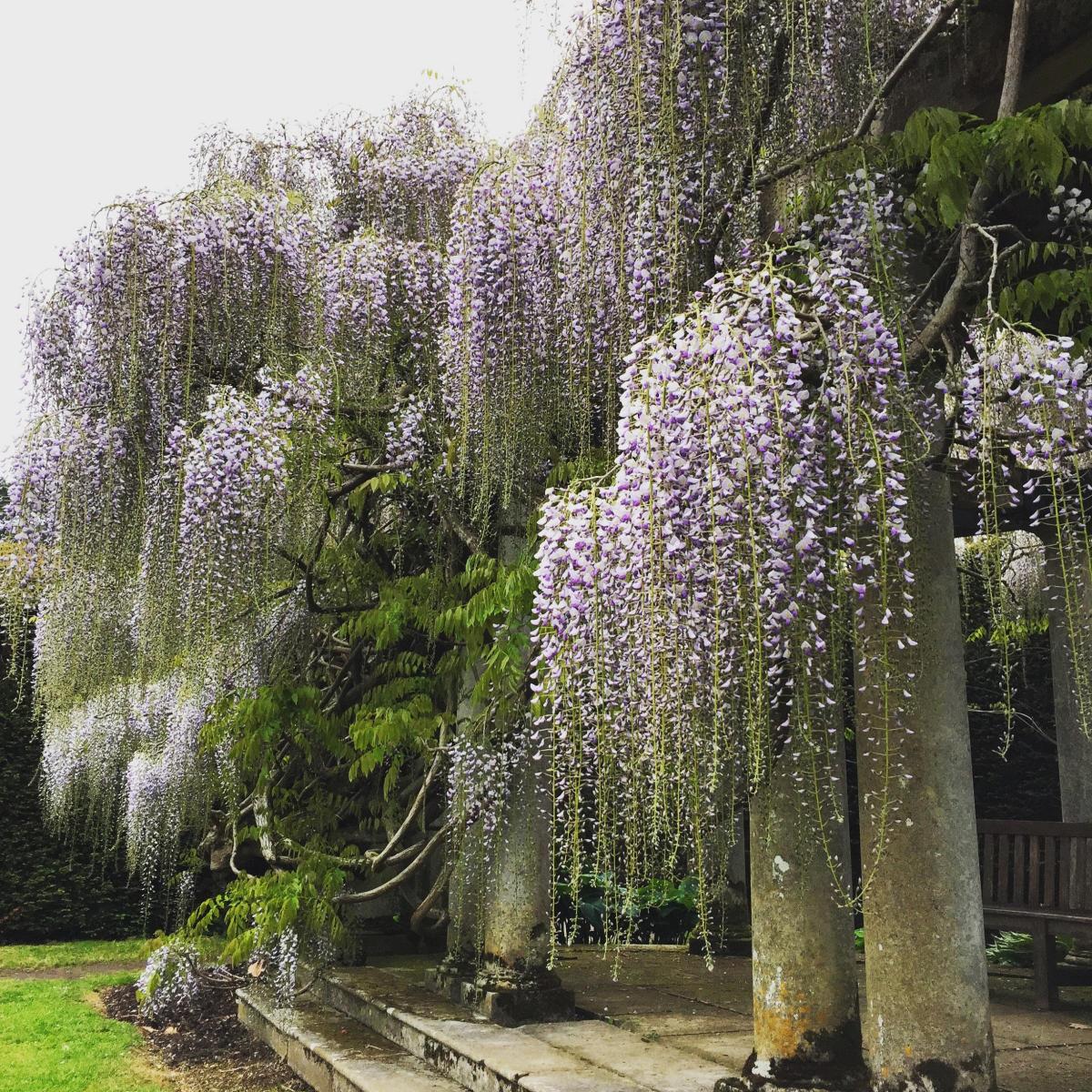 Wisteria in the Sundial Garden by Marie-Louise Agius