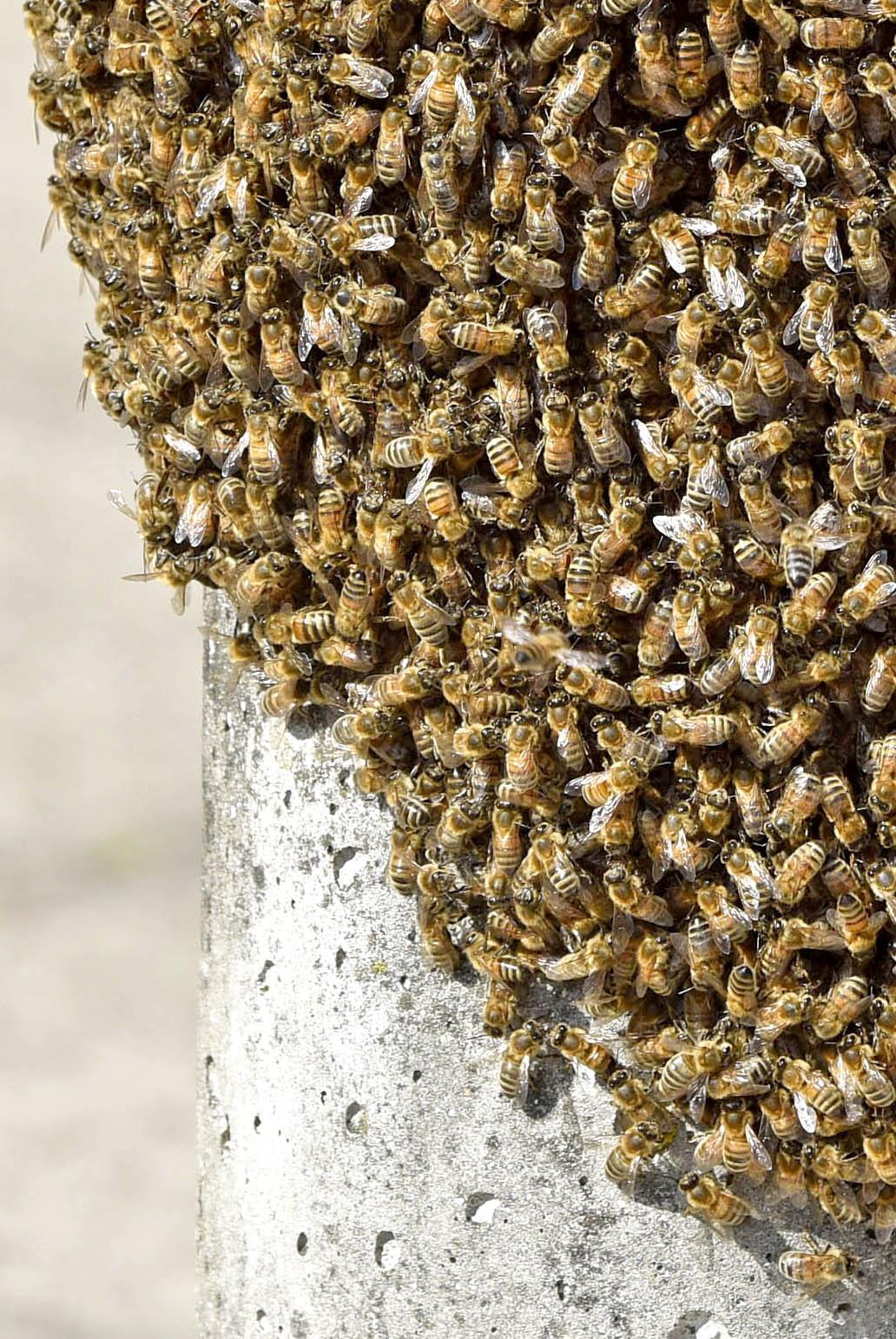 Southampton bee swarm