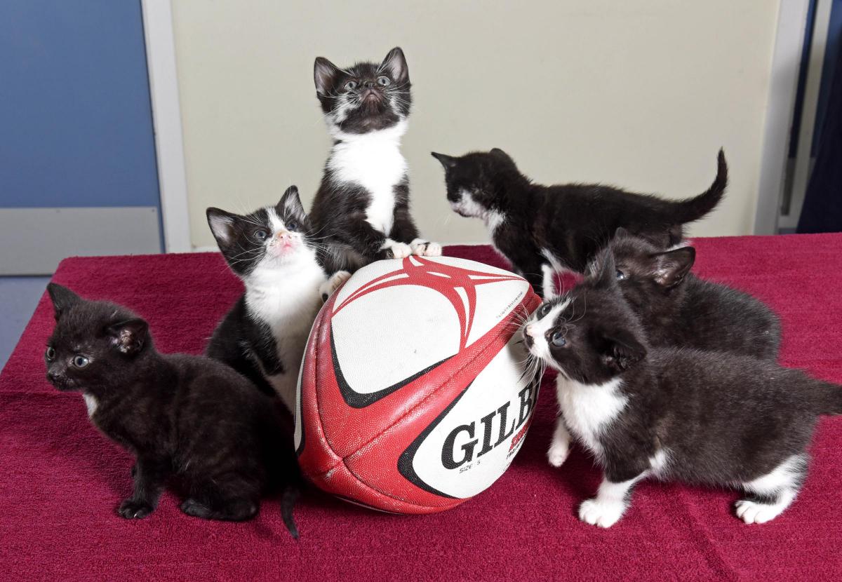 Rugby Kittens