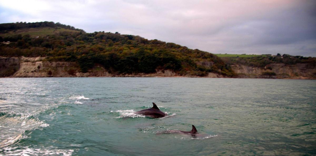 South Coast Dolphins