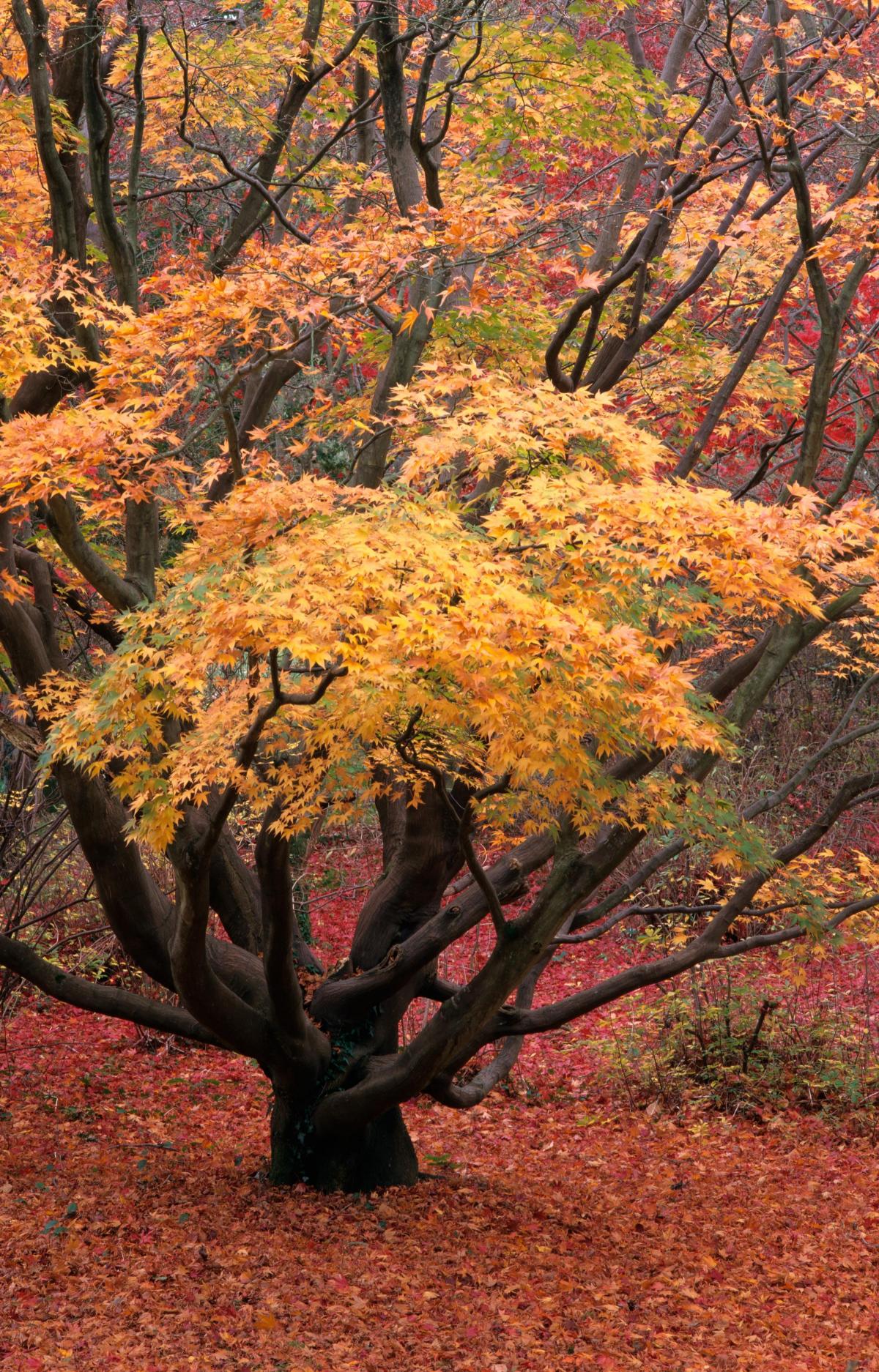 Exbury Autumn Colour