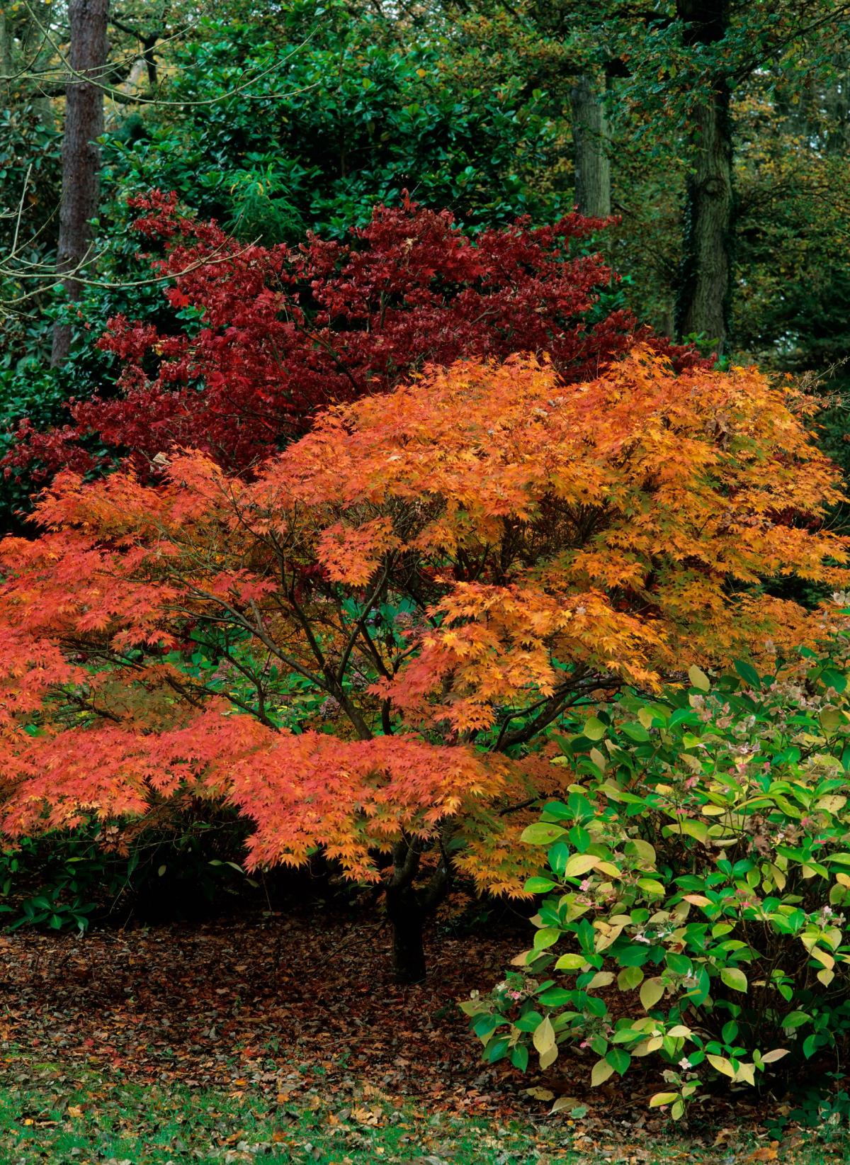 Exbury Autumn Colour