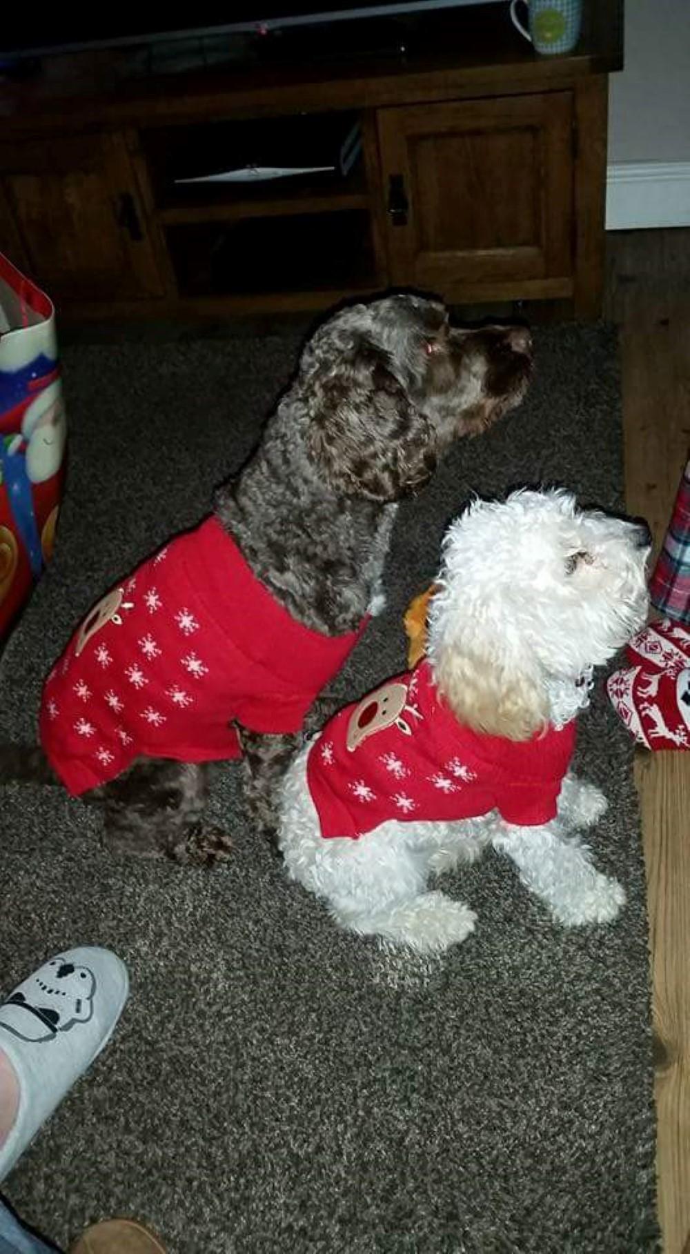 Django and Toodles owened by Cathy Maguire (Custom)