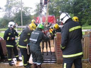 Donkey rescued from cattle grid