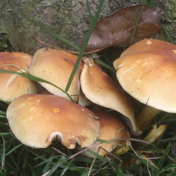 WHAT NOT TO EAT: Seven mushrooms that you would not wish to see on your plate