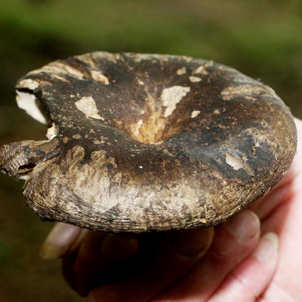 WHAT NOT TO EAT: Seven mushrooms that you would not wish to see on your plate