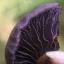 WHAT NOT TO EAT: Seven mushrooms that you would not wish to see on your plate