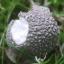 WHAT NOT TO EAT: Seven mushrooms that you would not wish to see on your plate