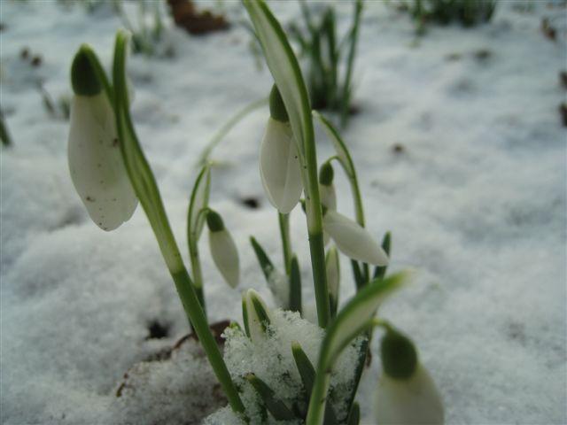 An early Snowdrop in the virgin snow by Peter Curtis