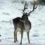Snow covers Hampshire - Fallow buck at Emery Down