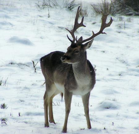 Snow covers Hampshire - Fallow buck at Emery Down