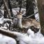 Snow covers Hampshire - Deer in the Snow form Alex Haimes