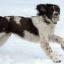 Snow covers Hampshire - Great fun in the snow for this dog from Ross White Snow covers Hampshire - Great fun in the snow for this dog from Ross White