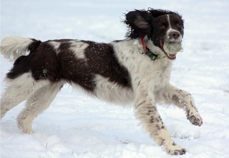 Snow covers Hampshire - Great fun in the snow for this dog from Ross White