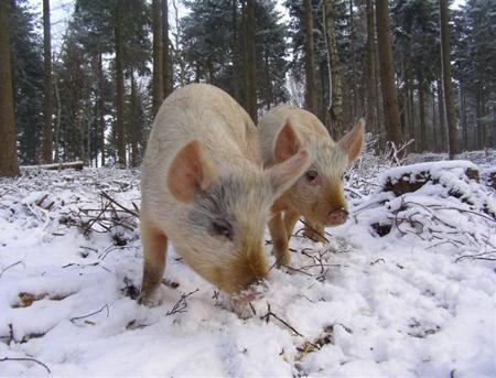Snow covers Hampshire - Pigs in the snow at Sir Harold Hillier Gardens from Jo Field