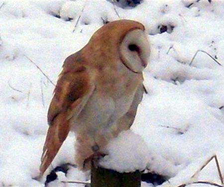 Snow covers Hampshire - Barn Owl in the snow by Poseanna and Tom Lane