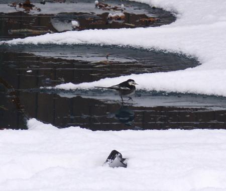 Snow covers Hampshire - Wagtail in the snow by David Stewart