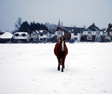 Snow covers Hampshire - Pony in the snow by Andrew Paine