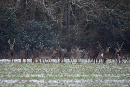 Snow covers Hampshire - Reindeer nr East Boldre by Clare Williams