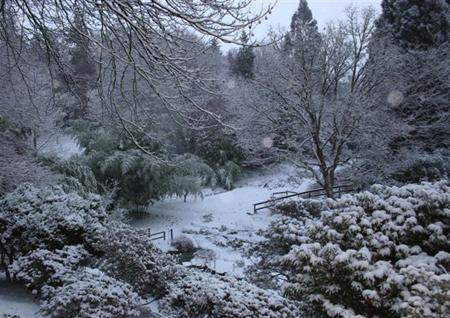 Snow covers Hampshire - Harold Hillier Gardens
