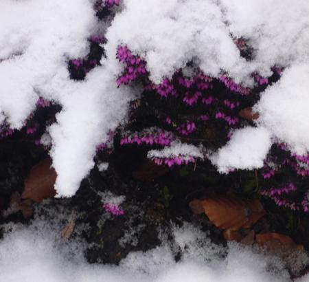 Snow covers Hampshire - Heather peeping through the snow at North Baddesley by Jackie