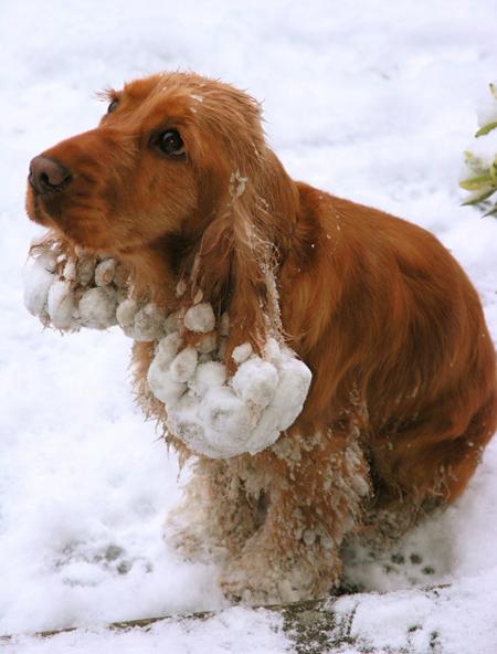 Snow covers Hampshire - Snowy the Spaniel from Fiona Willsher