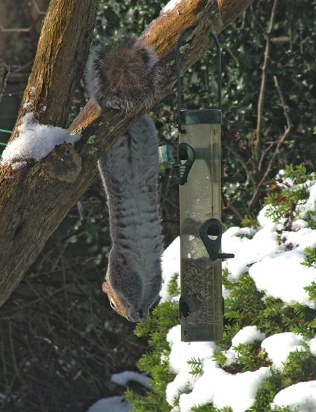Snow covers Hampshire - A squirrel brave the cold for a winter meal on the bird feeder taken by Phil Aldridge