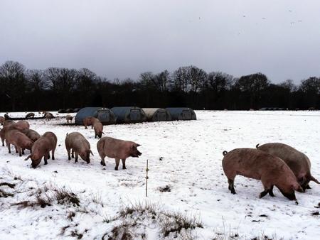 Snow covers Hampshire - Pigs in snow by Vicky Phillips