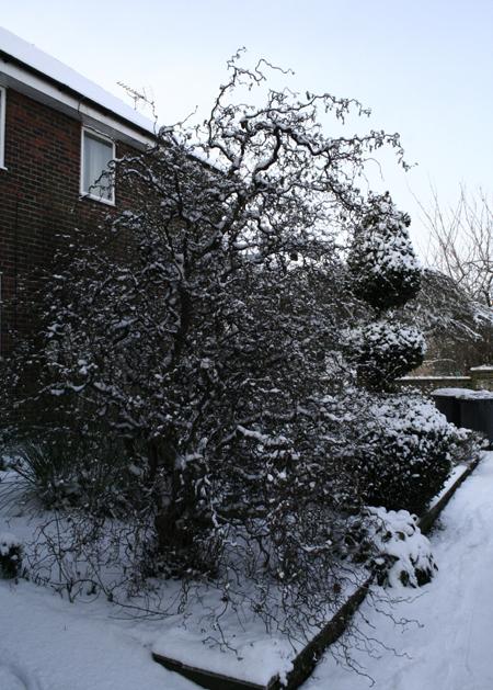 Snow covers Hampshire - Contorted hazel in the snow
