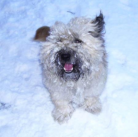Snow covers Hampshire - Bob the dog in the snow from the Bunday family