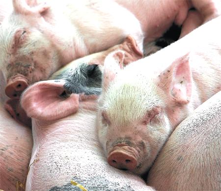 SLEEPY: Piglets at the show.