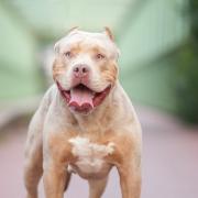 XL Bully dogs were banned in the UK after a string of dog attacks involving the breed