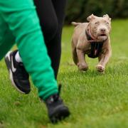 XL Bullies were the latest dog breed to be added to the Dangerous Dog Act 1991 in December 2023