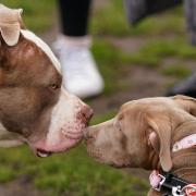 From July 31 in Scotland, XL Bullies will also be banned