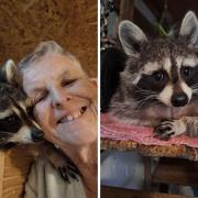 Mishka the raccoon lives in Fawley with Gillian and Graham Waters