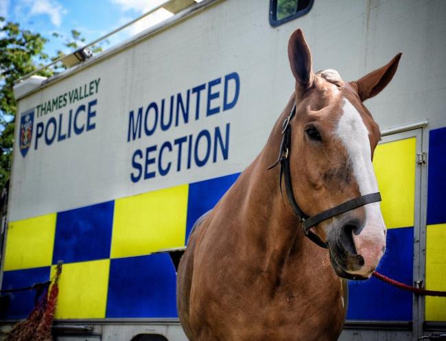 Luna, police horse.
