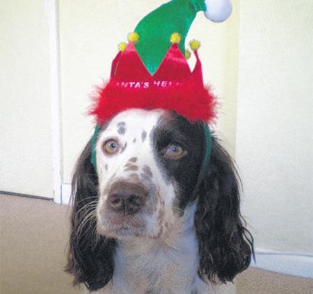 Jan White, from Dibden
Purlieu, entered her dog Jo, a
female sprocker – a cross
between a springer spaniel
and cocker spaniel. Jo was so
named because her unusual
breed name
rhymes with
former rock
star Joe
Cocker.